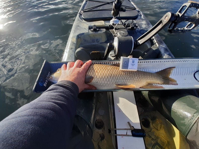 Fish Measure Picture