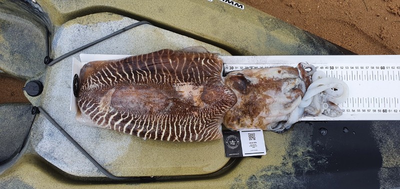 Fish Measure Picture