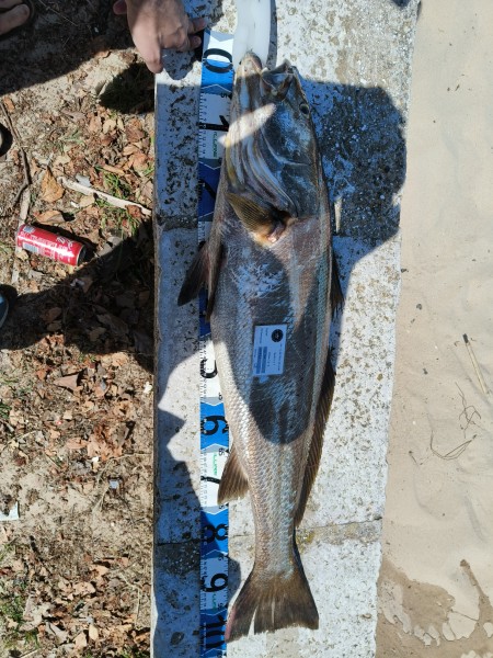 Fish Measure Picture