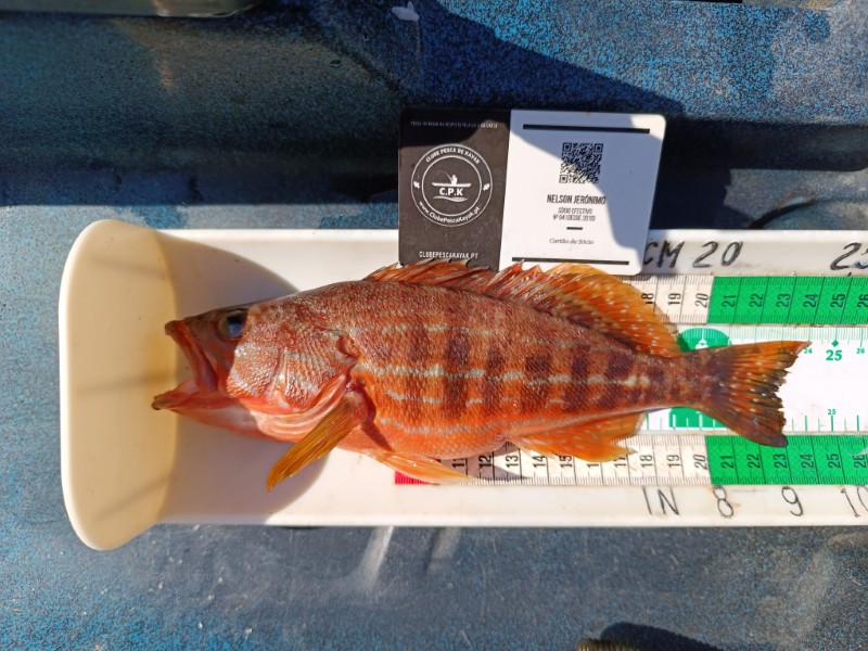 Fish Measure Picture