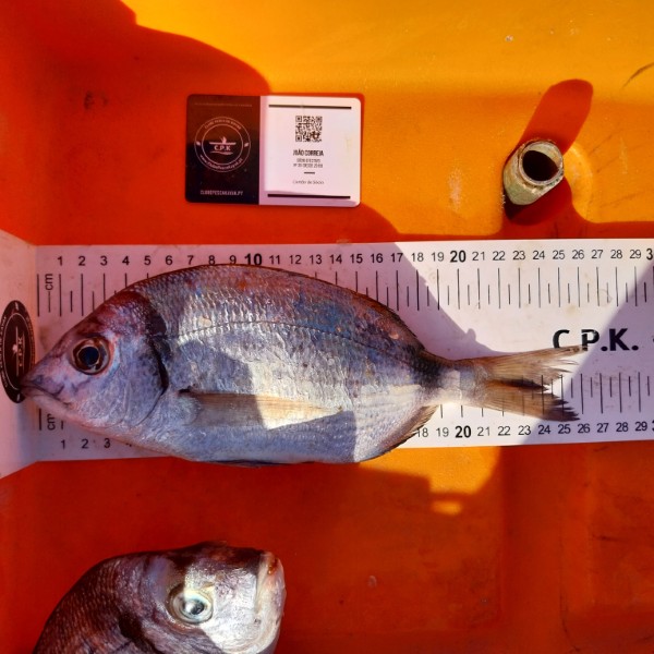Fish Measure Picture