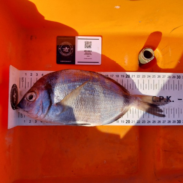 Fish Measure Picture