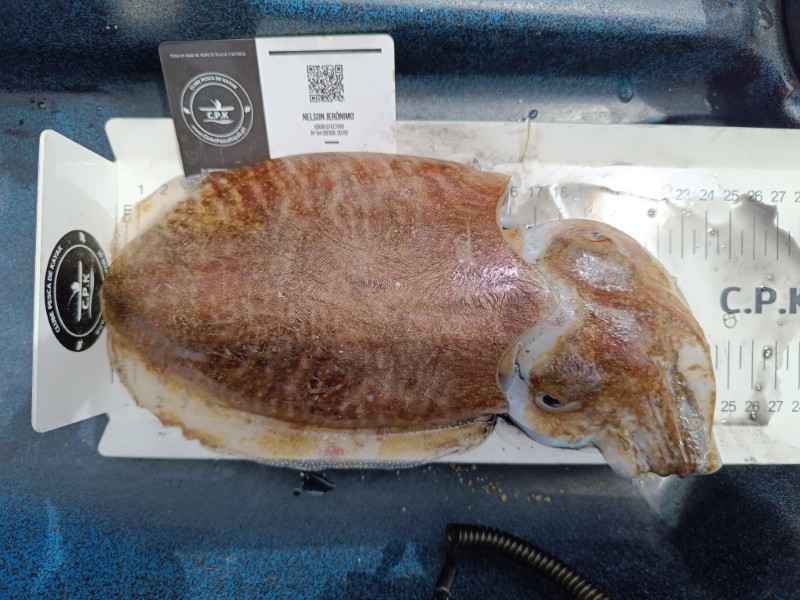 Fish Measure Picture