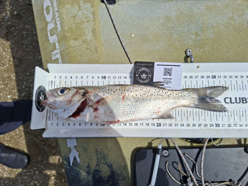 Fish Measure Picture