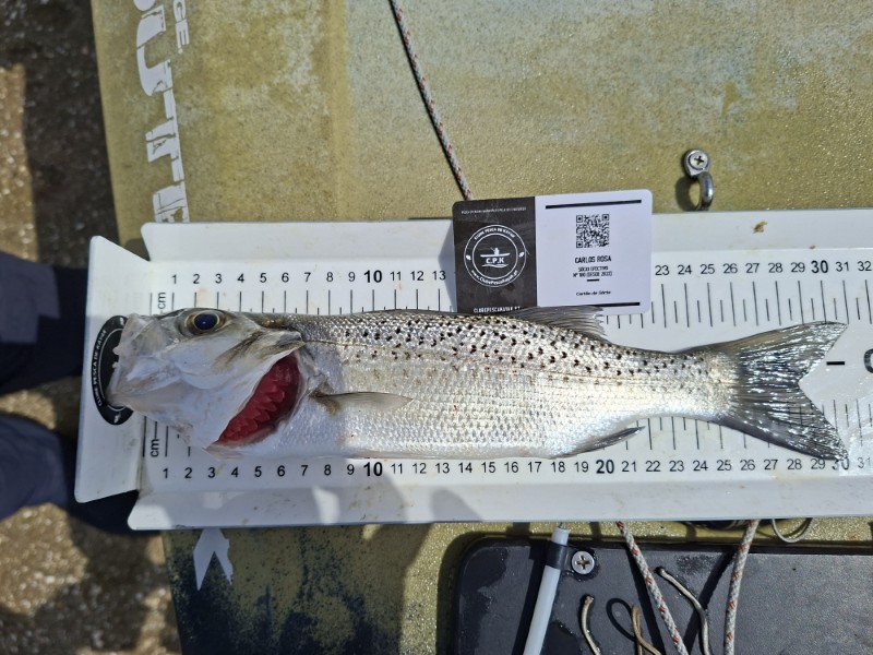 Fish Measure Picture