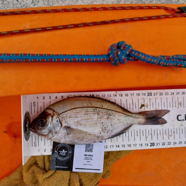 Fish Measure Picture