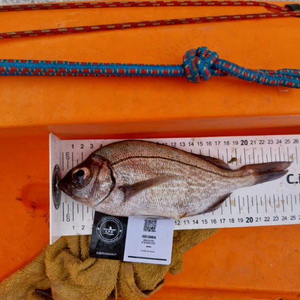 Fish Measure Picture