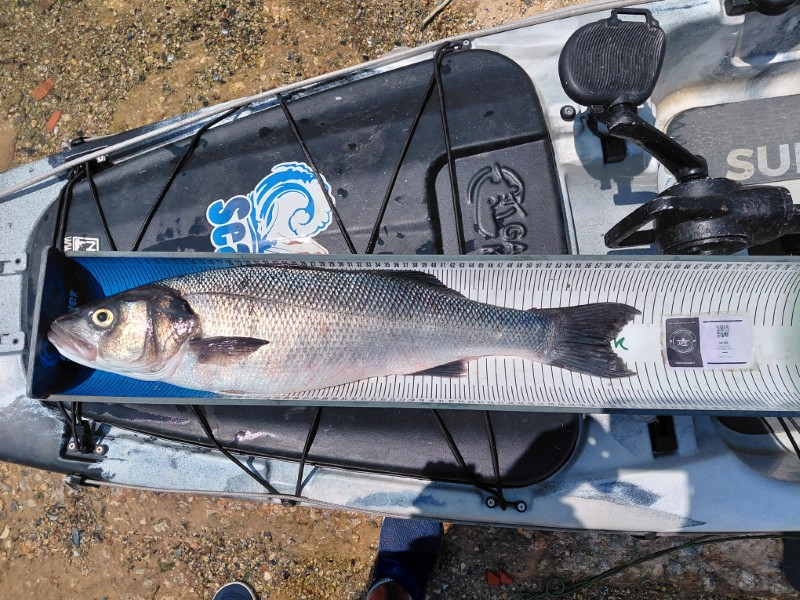 Fish Measure Picture