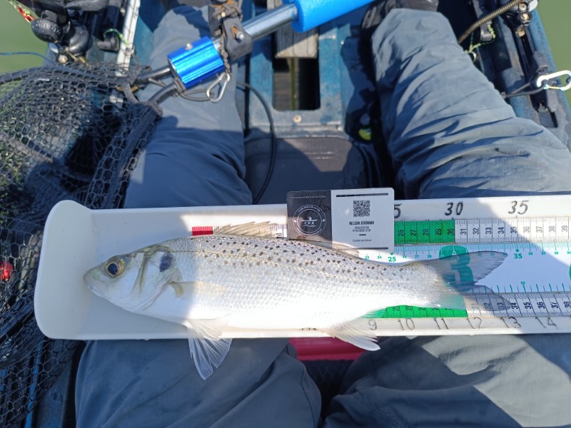 Fish Measure Picture