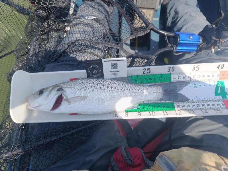 Fish Measure Picture