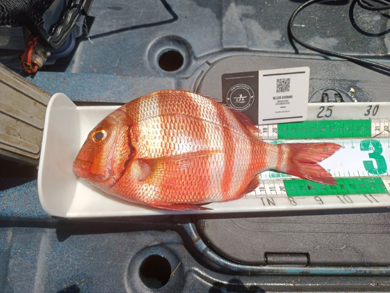 Fish Measure Picture