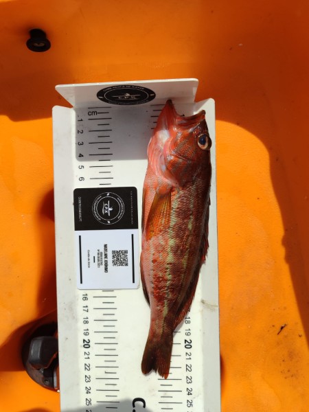 Fish Measure Picture