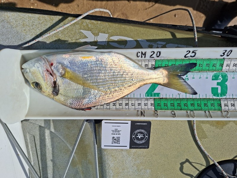 Fish Measure Picture