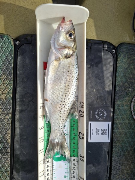 Fish Measure Picture