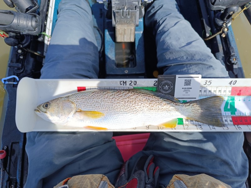 Fish Measure Picture
