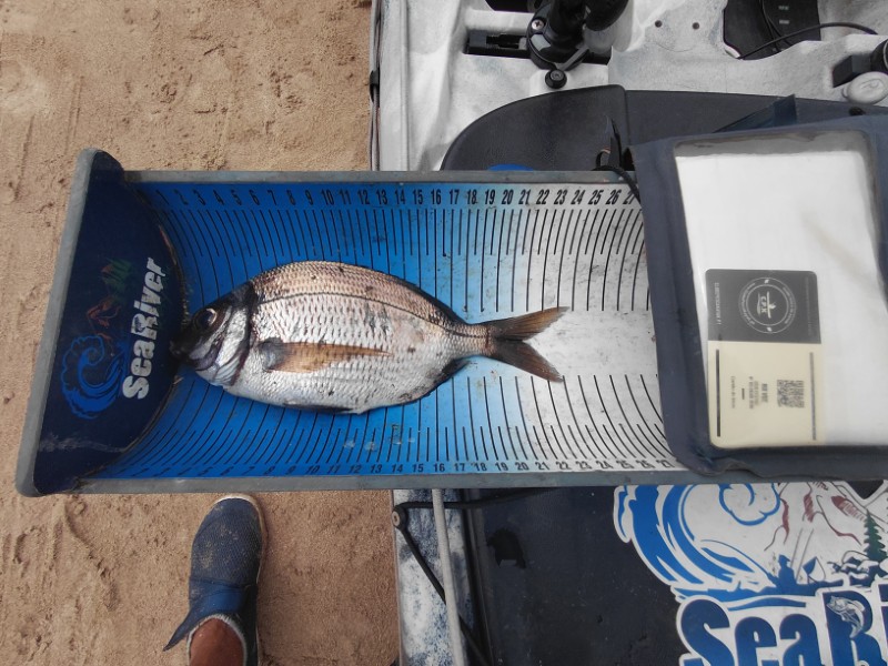 Fish Measure Picture