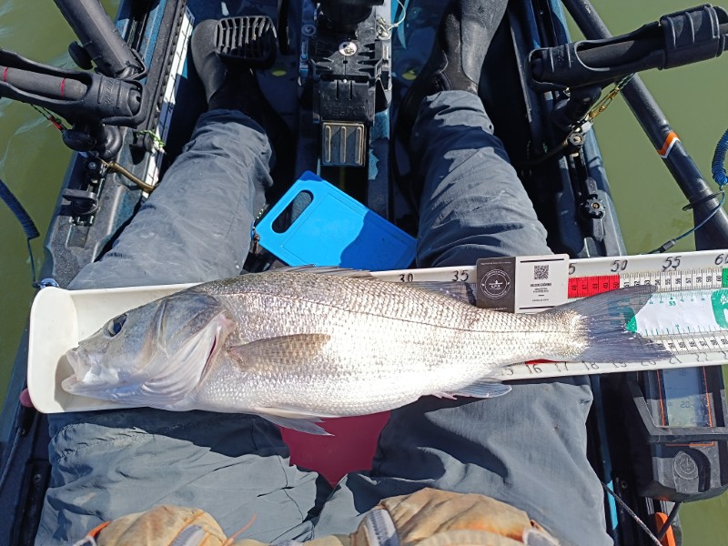 Fish Measure Picture