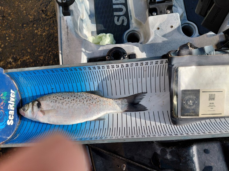 Fish Measure Picture