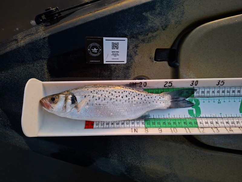 Fish Measure Picture