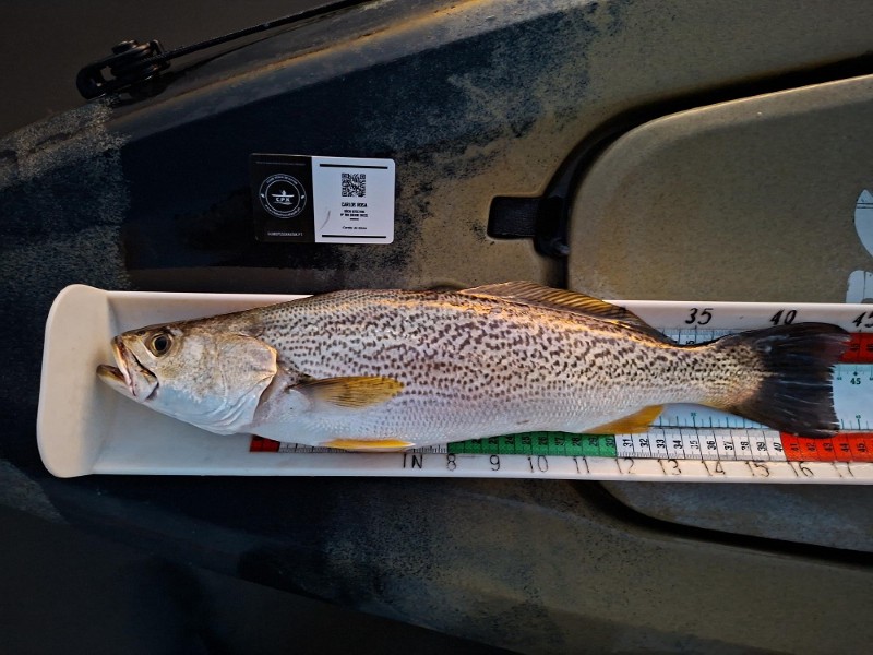Fish Measure Picture
