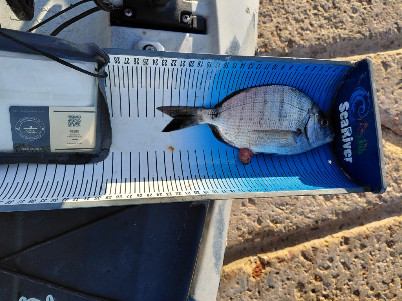 Fish Measure Picture
