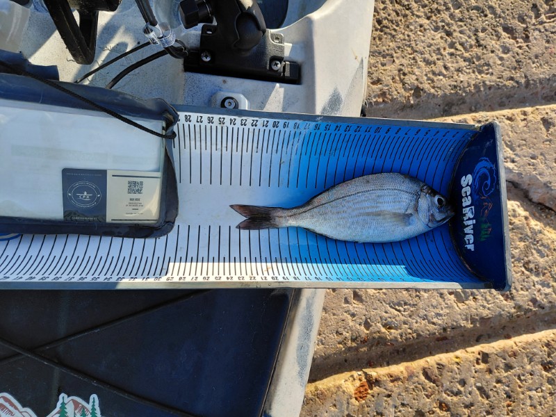 Fish Measure Picture