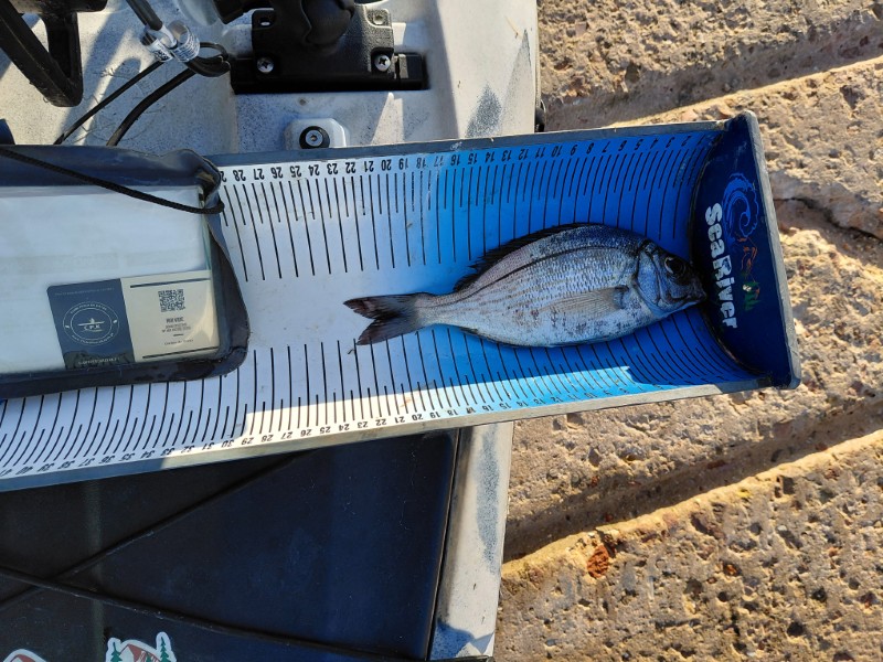 Fish Measure Picture