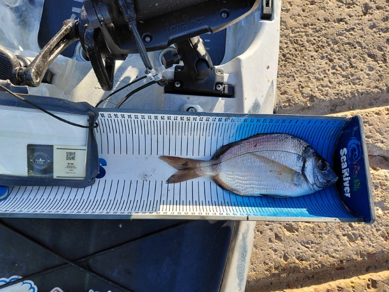 Fish Measure Picture