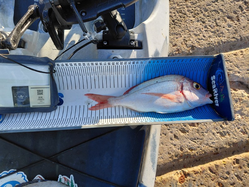 Fish Measure Picture