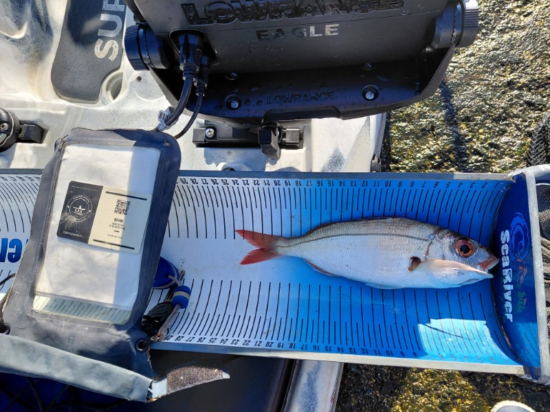 Fish Measure Picture