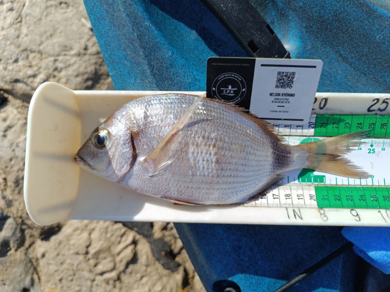 Fish Measure Picture