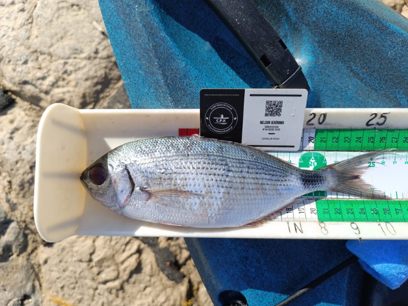 Fish Measure Picture