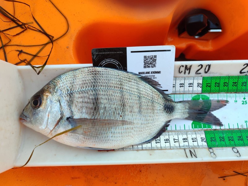 Fish Measure Picture