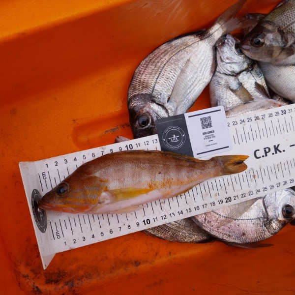 Fish Measure Picture