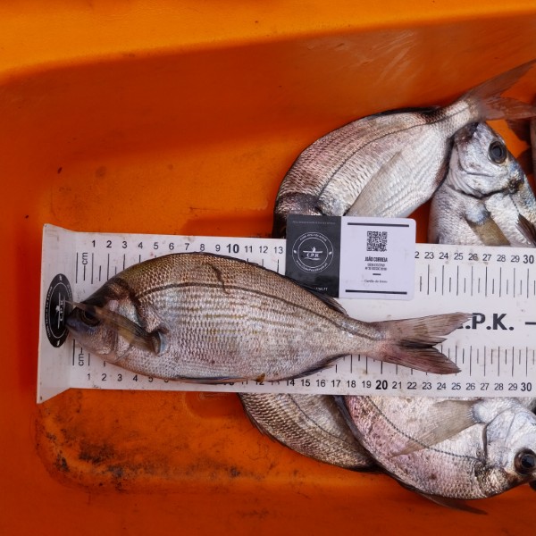 Fish Measure Picture