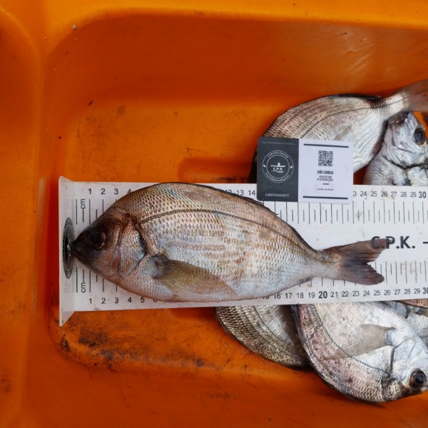 Fish Measure Picture