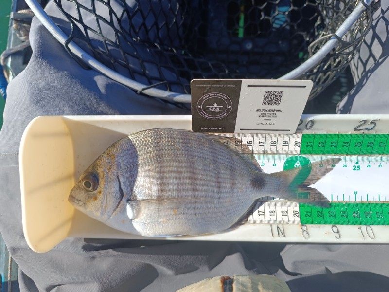 Fish Measure Picture